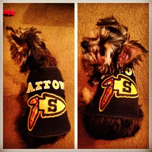 Arrow's doggy letterman jacket.