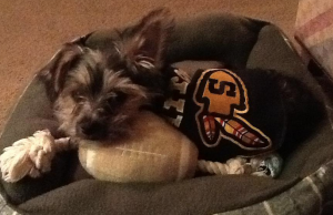 Arrow with his favorite football toy and Sachem jacket.